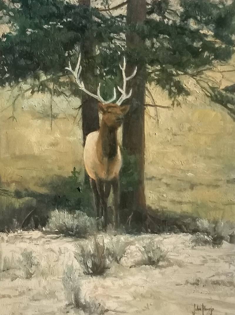 Click here to view Wildlife--My Territory by John Horejs